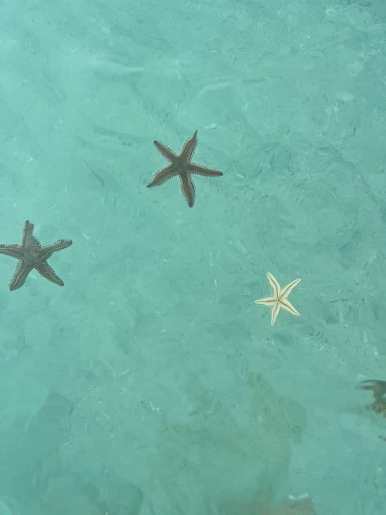 Gallery photos for Experience Magical Mornings on Anna Maria Island: Image #2